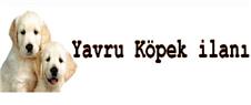 Yavru Köpek İlanı - Bursa